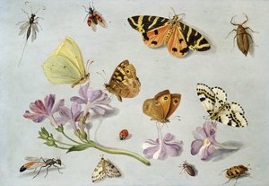 Sommerfugler, møll og andre insekter med en kvist av periwinkle (olje på kobber)